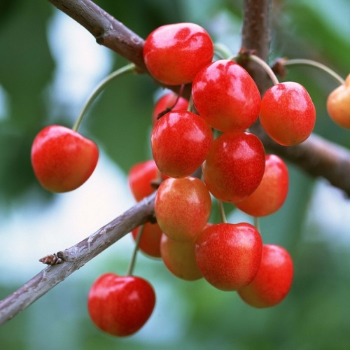 Черешня "Франц Иосиф" (7-10 лет) (Prunus)