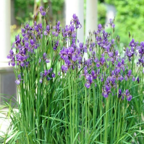 Ирис сибирский (Iris sibirica)