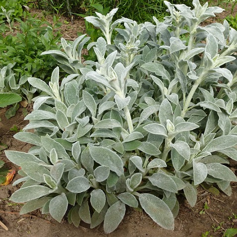 Чистец шерстистый (Стахис) (Stachys lanata)