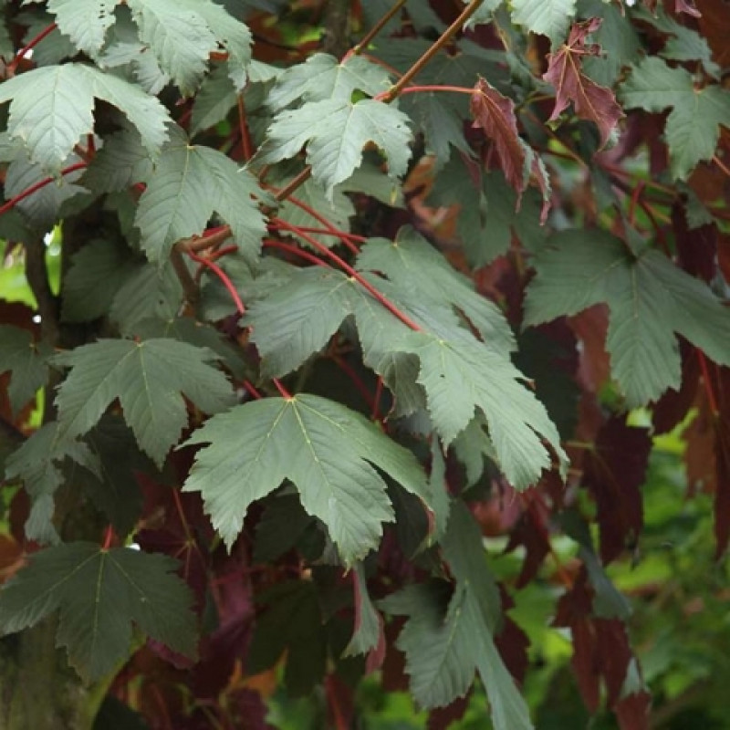 Клен ложноплатановый "Атропурпуреум" (Acer pseudoplatanus "Atropurpureum")