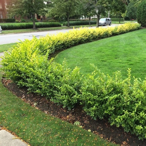Барбарис Тунберга (зеленый) (Berberis thunbergii)
