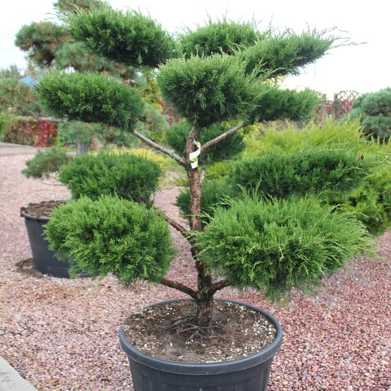 Можжевельник средний ф. бонсай (Juniperus media)