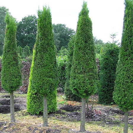 Туя западная "Брабант" ф. конус на ножке (Thuja occidentalis "Brabant")