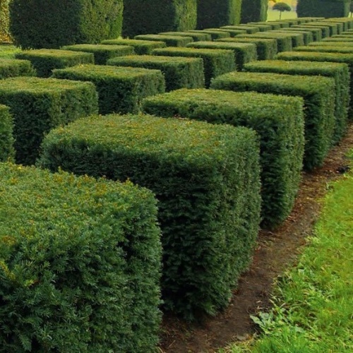 Тис ягодный ф.топиар (Taxus baccata)