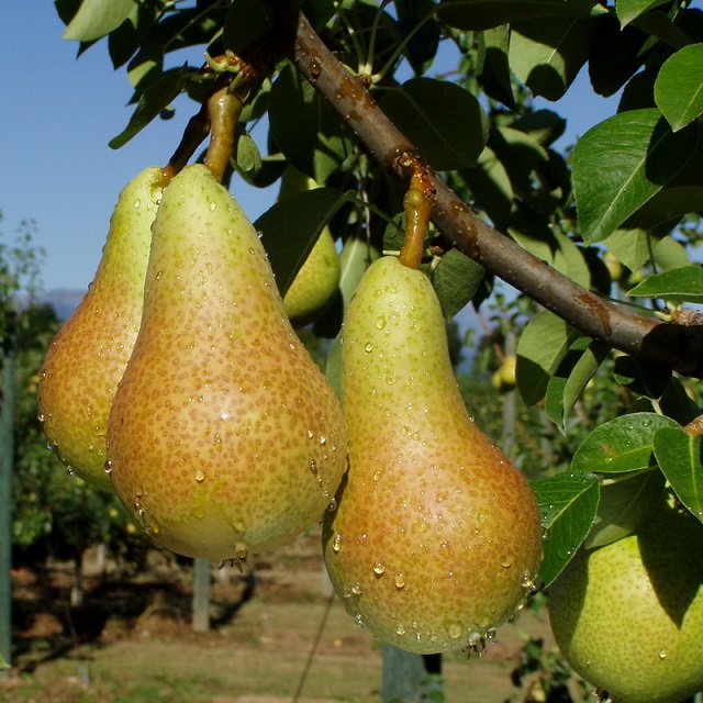 Груша обыкновенная (Pyrus communis)