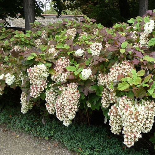 Гортензия дуболистная "Сноуфлейк" (Нydrangea quercifolia "Snowflake")