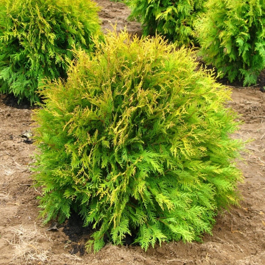 Туя западная "Голден Глоб" (Thuja occidentalis "Golden Globe")