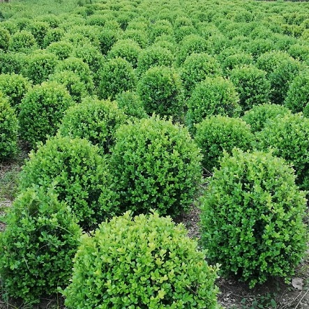 Самшит вечнозеленый (Buxus sempervirens)