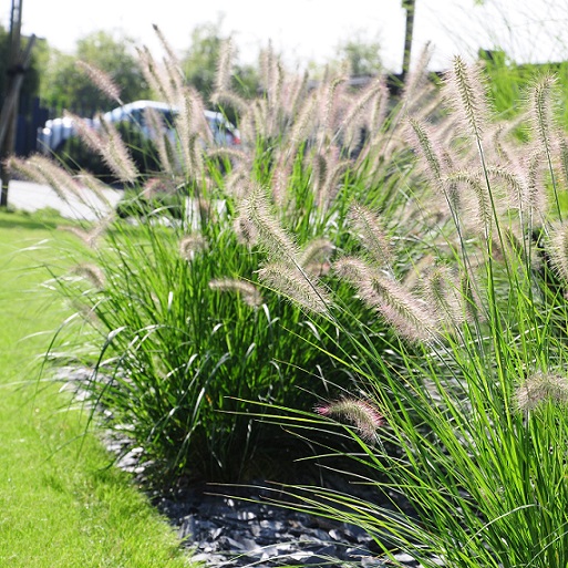 Пеннисетум лисохвостный, перистощетинник (Pennisetun alopecuroides)