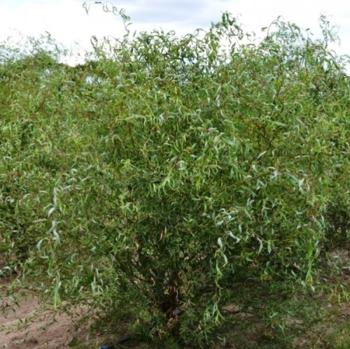 Ива свердловская (извитая) (Salix Sverdlovskaya)