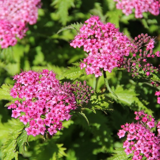 Спирея японская "Криспа" (Spiraea japonica "Crispa")
