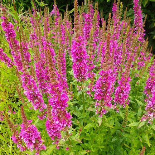 Дербенник иволистный (Lythrum salicaria)