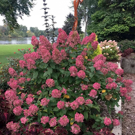 Гортензия метельчатая "Вимс Ред" (Hydrangea paniculata "Wim's Red")