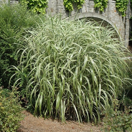 Мискантус китайский "Кабарет" (Miscanthus sinensis "Cabaret")