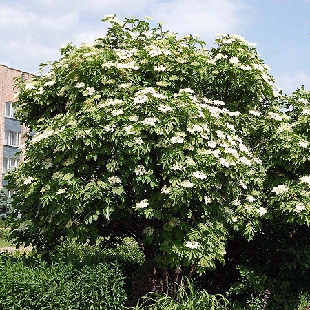 Бузина черная (Sambucus nigra)