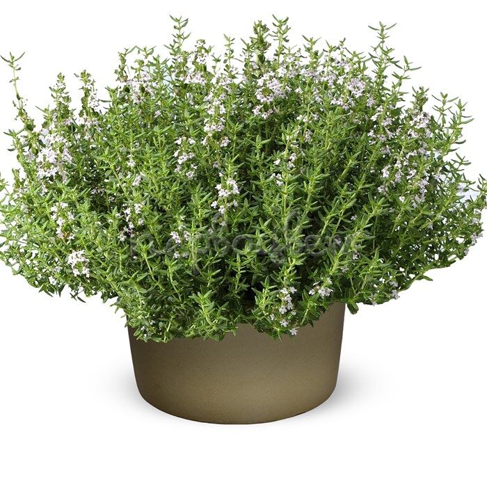 Тимьян обыкновенный (Thymus vulgaris)