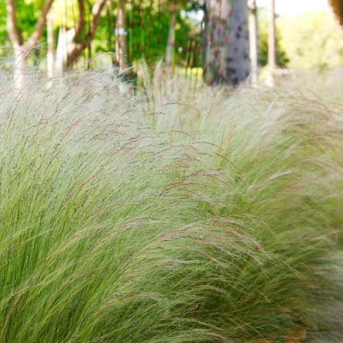 Ковыль (Stipa)