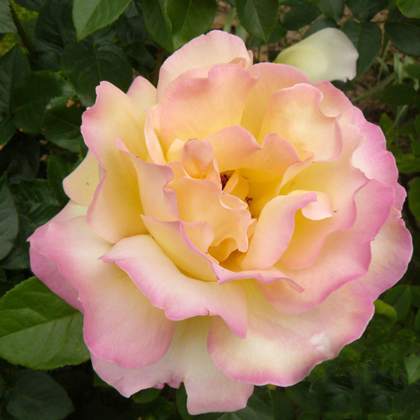 Роза чайно-гибридная "Глория Дей" (Rosa Hybrid Tea "Gloria Dei")