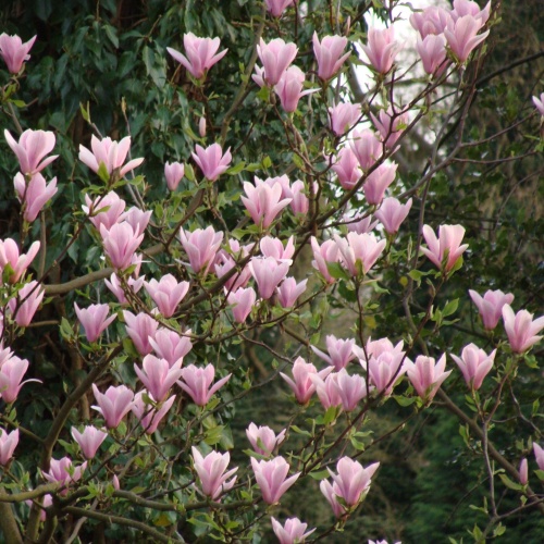 Магнолия гибридная "Хэвен Сцент" (Magnolia hibrida "Heaven Scent")