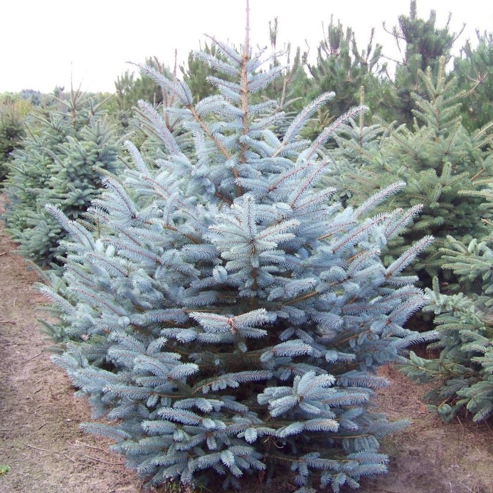 Ель колючая "Глаука Маджестик Блю" (Picea pungens "Glauca Majestis Blue")