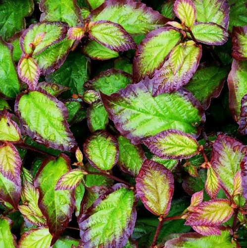 Парротия персидская "Персиан Спаер" (Parrotia persica "Persian spire")