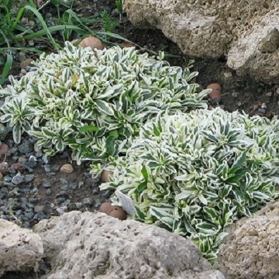 Арабис "Фердинанда Кобургского" (Arabis ferdinandi coburgi)