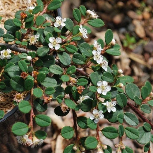 Кизильник лежачий "Куин оф карпет" (Cotoneaster procumbens "Queen of Carpet")