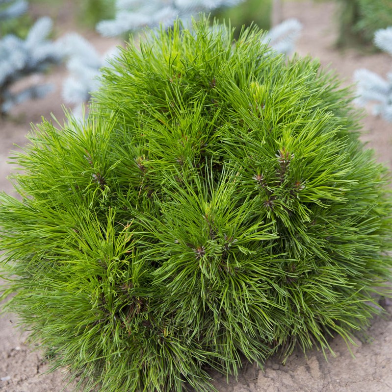 Сосна горная "Варелла" (Pinus mugo "Varella")