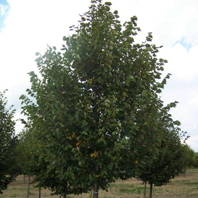 Липа мелколистная "Ранчо" (Tilia cordata "Rancho")