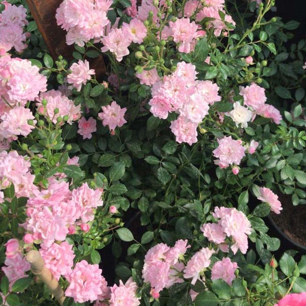 Роза полиантовая почвопокровная "Вайт Фейри", "Роз Фейри" (Rosa polyantha)
