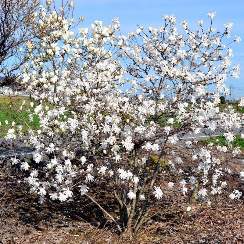 Магнолия Кобус (Magnolia Kobus)