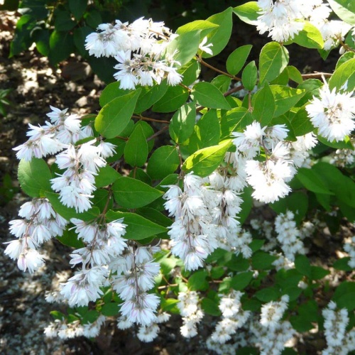 Дейция шершавая (Deutzia scabra)