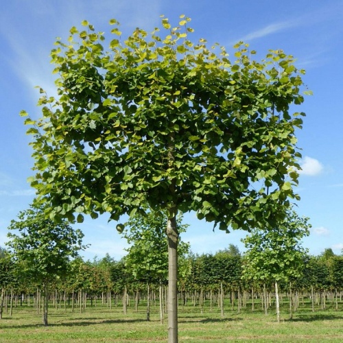 Липа европейская "Паллида" (Шпалера) (Tilia europaea "Pallida")