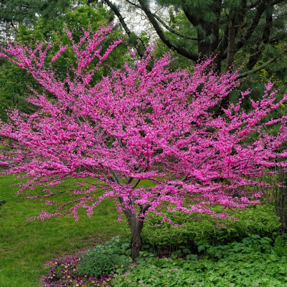 Церцис канадский (Cercis canadensis)