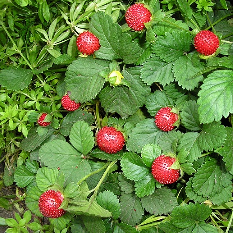 Дюшенея (Potentilla indica)
