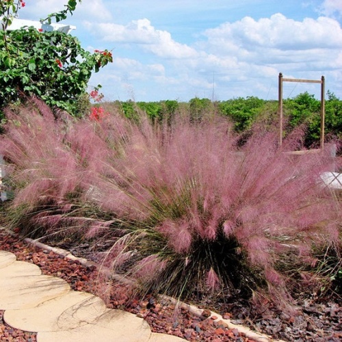 Мюленбергия (Muhlenbergia)