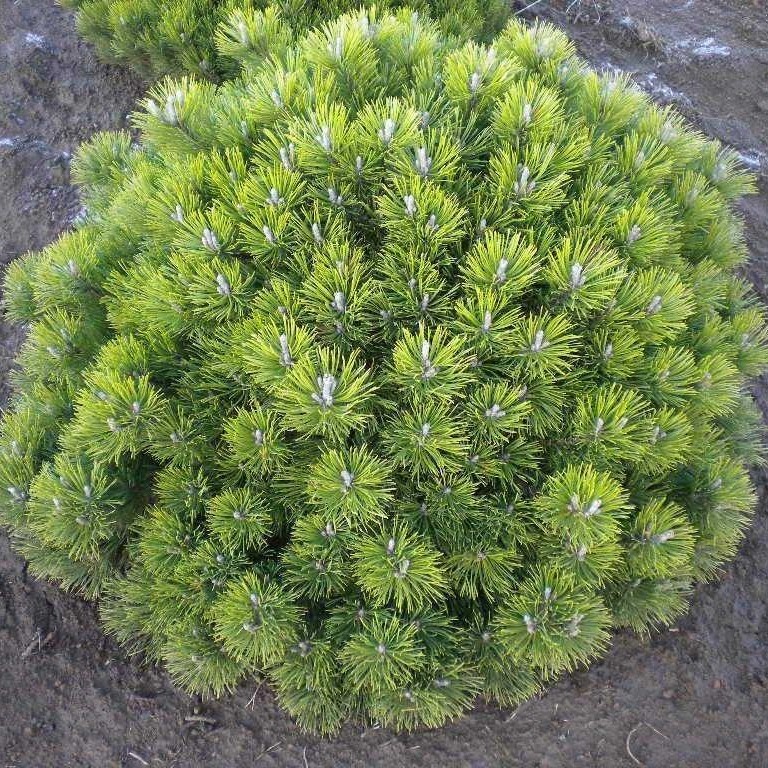 Сосна горная "Мопс" (Pinus mugo "Mops")