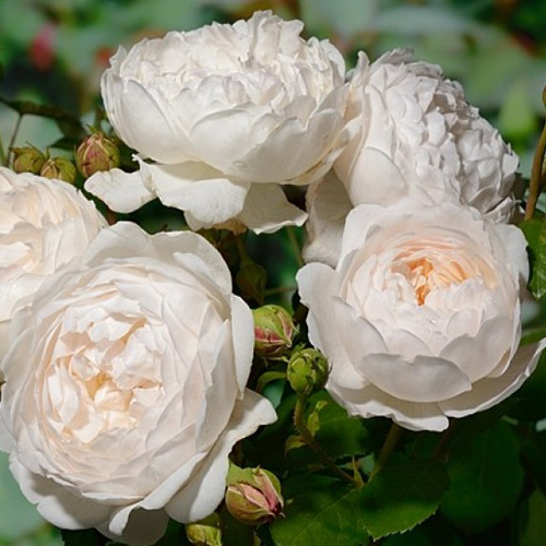 Роза английская "Глэмис Кэстл" (Rosa English "Glamis Castle"))