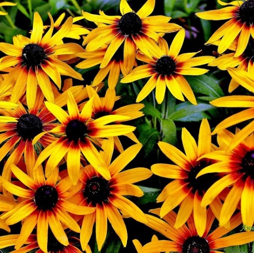 Рудбекия (Rudbeckia)