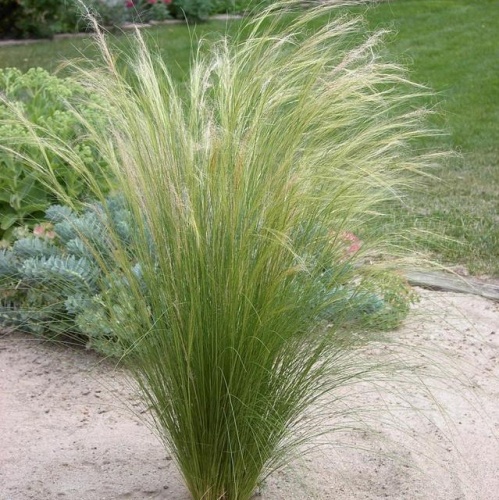 Ковыль тончайший "Пони Тейл" (Stipa tenuissima "Pony Tails")