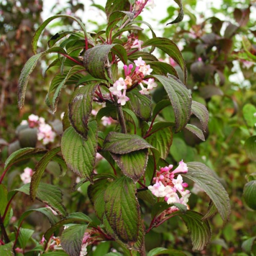 Калина боднатенская "Чарльз Ламонт" (Viburnum bodnantense "Charles Lamont"))