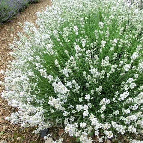Лаванда узколистная (белая) (Lavandula angustifolia alba) 