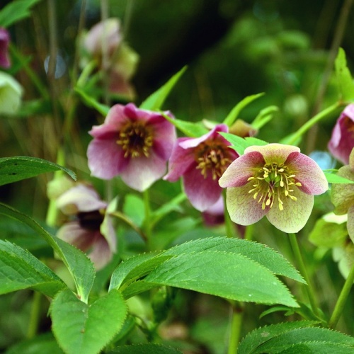 Морозник (Helleborus)