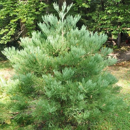 Секвойядендрон гигантский (Sequoiadendron giganteum)