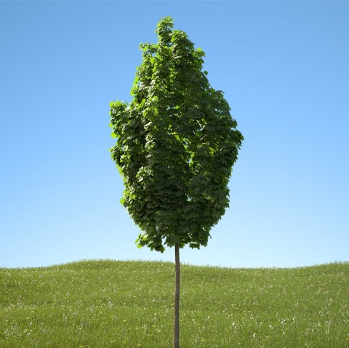 Клен остролистный "Колумнаре" (Acer platanoides "Cоlumnare")