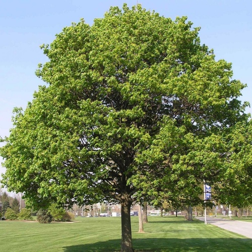 Клен остролистный (Acer platanoides) повреждение ствола
