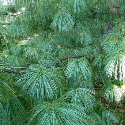 Сосна гималайская / Гриффита (Pinus wallichiana / griffithii)