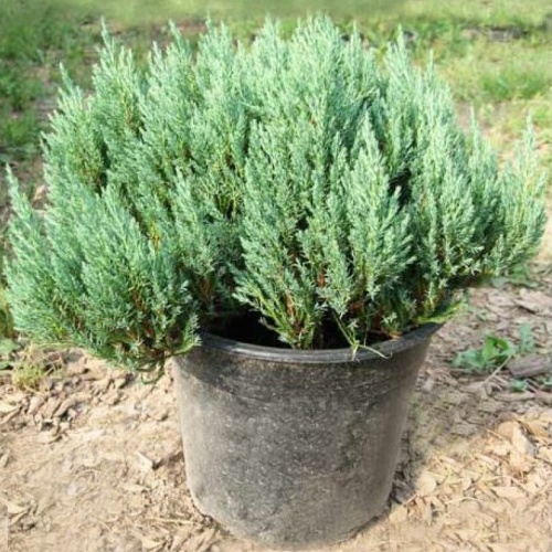 Можжевельник горизонтальный "Альпина" (Juniperus horizontalis "Alpina")
