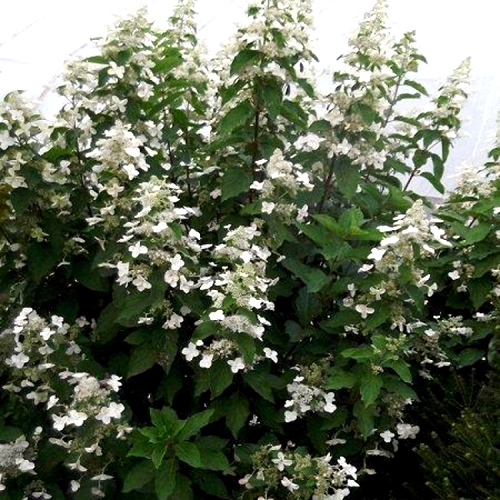 Гортензия метельчатая "Вайт Голиаф" (Hydrangea paniculata "White Goliath")