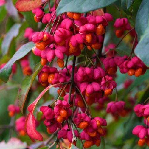Бересклет европейский "Красный Каскад" (Euonymus europaeus "Red Cascade")